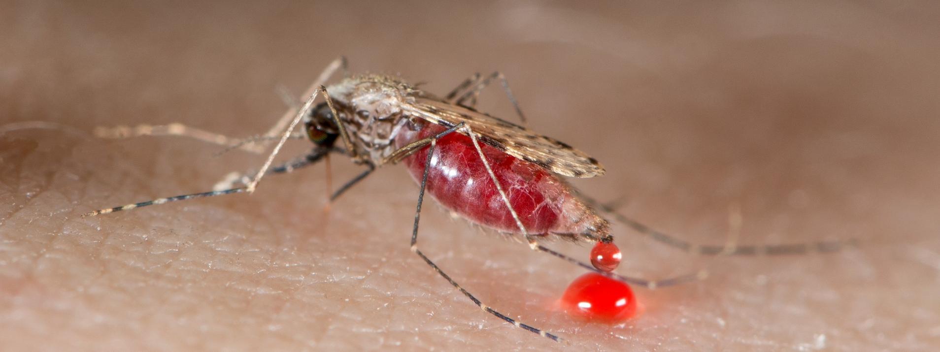 Quels sont les différents types de paludisme?