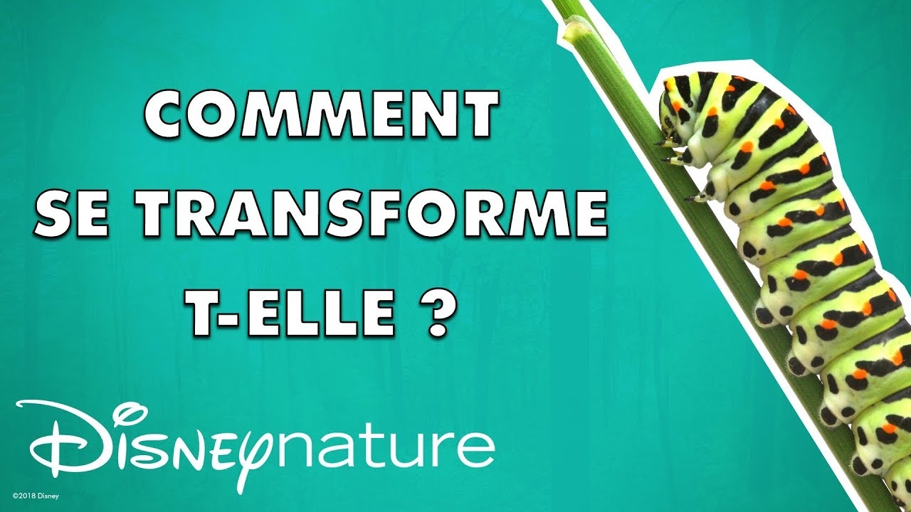 Cycle De Vie Du Papillon Machaon Svt 6ème Comment la chenille se transforme-t-elle en papillon ?
