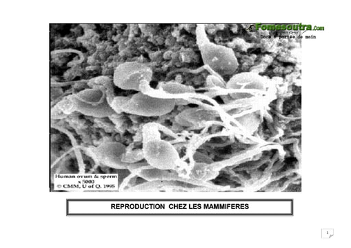 Reproduction chez les mammifères - SVT 1ère D