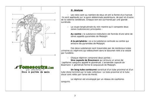 Comment le rein fabrique t-il les urines - 3eme partie - SVT Terminale D