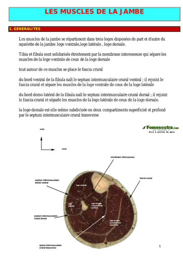 Les muscles de la jambe - Tronc Commun - Université Nangui Abrogoua