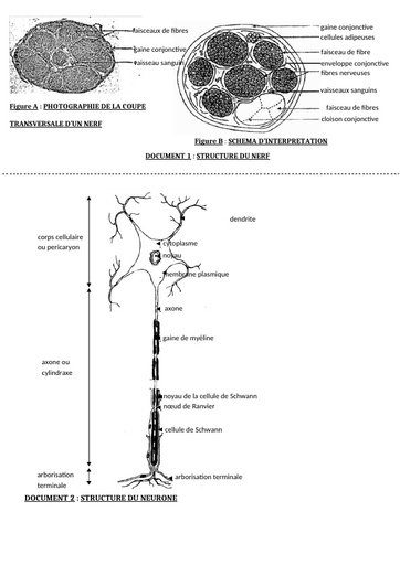 SUPPORTS FONCTIONNEMENT DU TISSU NERVEUX (Annotés) by Tehua