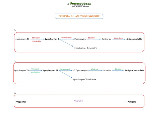 Schéma bilan d'immunologie