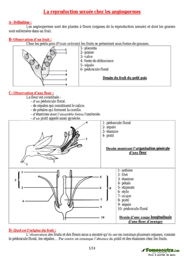 La reproduction sexuée chez les angiospermes - Cours de SVT niveau Terminale