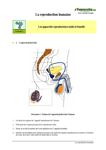 La reproduction humaine - Cours SVT